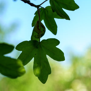 Hedge Maple - Maple - Shade Trees