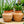 Load image into Gallery viewer, Hedgehog Snake Plant - Sansevieria - Houseplants