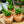 Load image into Gallery viewer, Hedgehog Snake Plant - Sansevieria - Houseplants