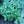 Load image into Gallery viewer, Helen von Stein Lamb's Ear