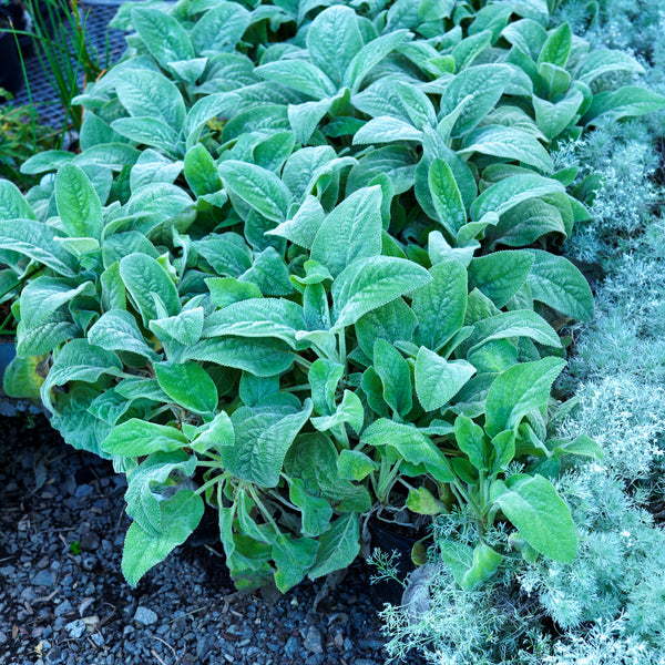 Helen von Stein Lamb's Ear