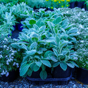 Helen von Stein Lamb's Ear