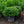 Load image into Gallery viewer, Helleri Japanese Holly