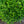 Load image into Gallery viewer, Helleri Japanese Holly