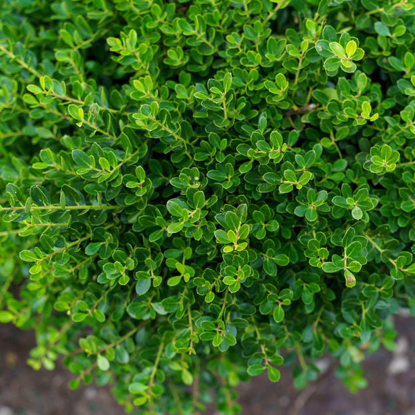 Helleri Japanese Holly