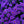 Load image into Gallery viewer, Aster