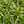 Load image into Gallery viewer, Henry's Garnet Sweetspire
