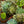 Load image into Gallery viewer, Hens & Chicks