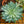 Load image into Gallery viewer, Hens & Chicks