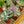 Load image into Gallery viewer, Hens & Chicks