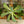 Load image into Gallery viewer, Hens & Chicks
