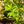 Load image into Gallery viewer, Seven Sons Tree - Other Flowering Trees - Flowering Trees