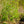 Load image into Gallery viewer, Seven Sons Tree - Other Flowering Trees - Flowering Trees