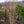 Load image into Gallery viewer, Seven Sons Tree - Other Flowering Trees - Flowering Trees