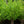 Load image into Gallery viewer, Heritage River Birch