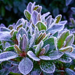 Hershey's Red Azalea
