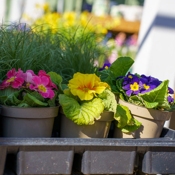Hethor Giant Mixture Primrose
