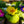 Load image into Gallery viewer, Hethor Giant Mixture Primrose