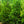 Load image into Gallery viewer, Wintergreen Arborvitae