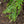 Load image into Gallery viewer, Wintergreen Arborvitae