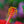 Load image into Gallery viewer, Hibiscus Bush