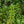 Load image into Gallery viewer, Hidcote St. John's Wort