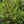Load image into Gallery viewer, Hidcote St. John's Wort