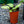 Load image into Gallery viewer, High Contrast Lungwort