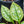 Load image into Gallery viewer, High Contrast Lungwort