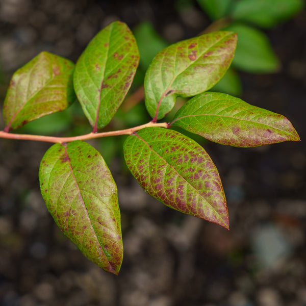 Bluecrop Highbush Blueberry
