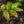 Load image into Gallery viewer, Bluecrop Highbush Blueberry