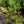 Load image into Gallery viewer, Bluecrop Highbush Blueberry