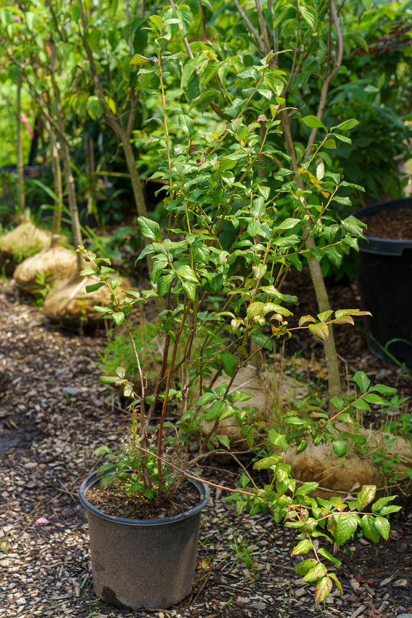 Bluecrop Highbush Blueberry
