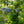 Load image into Gallery viewer, Bluecrop Highbush Blueberry