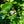 Load image into Gallery viewer, Patriot Highbush Blueberry