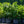 Load image into Gallery viewer, Patriot Highbush Blueberry