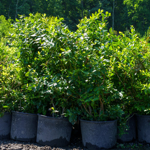 Patriot Highbush Blueberry