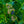 Load image into Gallery viewer, Patriot Highbush Blueberry