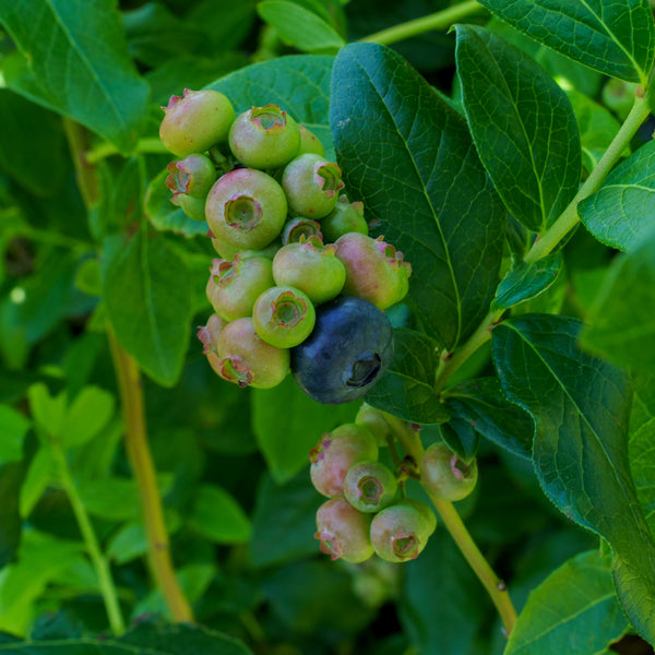 Patriot Highbush Blueberry