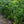 Load image into Gallery viewer, Patriot Highbush Blueberry