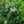 Load image into Gallery viewer, Patriot Highbush Blueberry