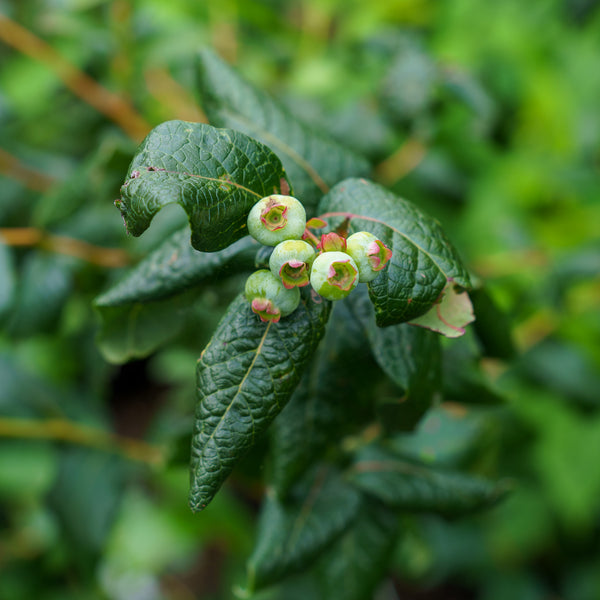 Patriot Highbush Blueberry