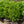 Load image into Gallery viewer, Highlander Boxwood