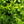 Load image into Gallery viewer, Highlander Boxwood