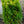 Load image into Gallery viewer, Highlights Arborvitae