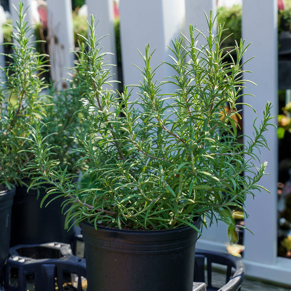 Hill's Hardy Rosemary