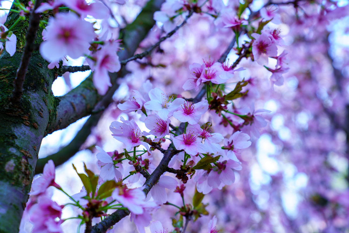 Spire Cherry – Plant Detectives