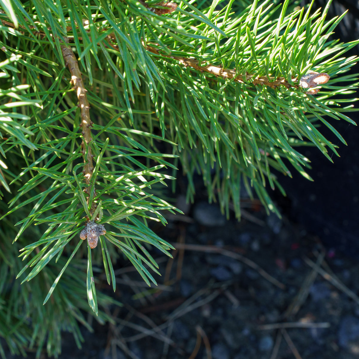 Hillside Creeper Scotch Pine – Plant Detectives