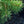 Load image into Gallery viewer, Hillside Creeper Scotch Pine