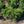 Load image into Gallery viewer, Hillside Creeper Scotch Pine